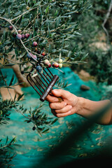 Wall Mural - a man is harvesting some ripe arbequina olives