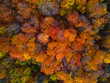 © Anna - Aerial top view of yellow and orange autumn trees in forest