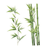 Fototapeta Sypialnia - watercolor bamboo set for card decor on white background