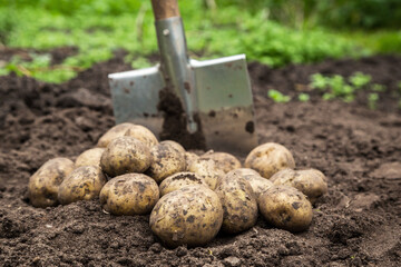 Wall Mural - Organic potato harvest close up. Freshly harvested potatoes vegetables with shovel on soil in garden