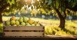 Pears full of wooden box under trees in orchard landscape. copy space for advertisement