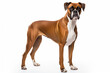 boxer breed dog on white background