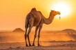 A tall dromedary camel stands in Morocco's Sahara desert, its hump and long legs silhouette against the setting sun. Generative AI