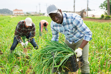 Canvas Print - Smiling successful african american farmer picking crops of young green garlic on field on sunny spring day happy with rich harvest..