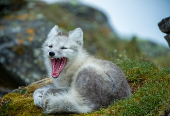 Poster - Arctic Fox - Svalbard