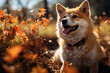 Akita Inu dog on the background of autumn nature. Ai art