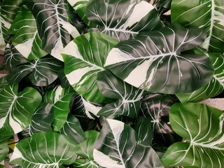 Wall Mural - The green and white leaves of Philodendron Gloriosum variegated