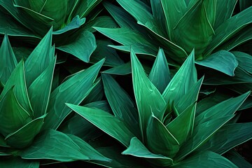  Dark Green Agave Angles: Captivating Cactus Plant Texture