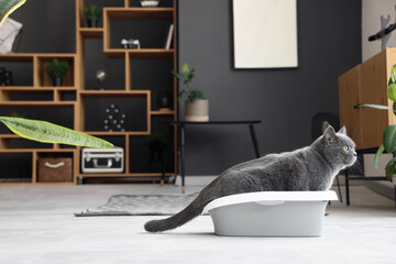 Wall Mural - Cute British Shorthair cat in litter box at home