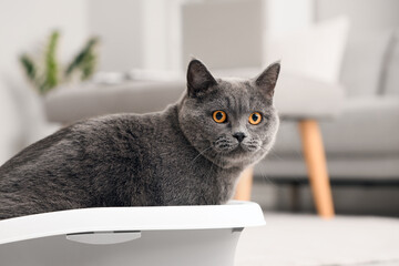 Wall Mural - Cute British Shorthair cat in litter box at home, closeup