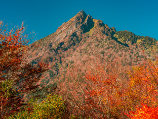 Wall Mural - beautiful landscape of red maple leaves in a forest in autumn or fall, mt.ishizuchi in ehime prefect