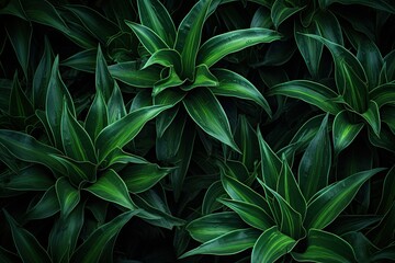  Jungle Mood: Detailed Texture of Dark Green Agave Attenuata Cactus Plant
