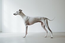 Photo Of A Gentle Greyhound With Its Graceful Posture On A Pristine White Surface. Generative AI