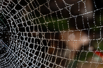 spider web with dew drop background.