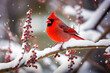 Red Cardinal on Snow Covered Branch