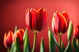 Fototapeta Tulipany - red tulips on a white