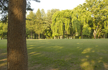 Wall Mural - A park with trees and grass in Nami Island