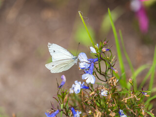 Wall Mural - Butterfly, Cabbage White, Pieris rapae, nectaring on blooming purple Phlox subulata.