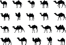 Camel Silhouettes, Camel Silhouette Set, Camel Vector Illustration, Camel Svg, Camel Clipart