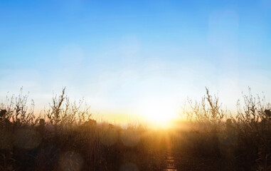 Wall Mural - morning calm country meadow sunrise landscape background