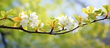 In The Garden S Backdrop A Newly Sprouted Branch Of A Tree Adorned With Blossoms And Foliage