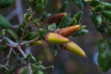 coast live oak (quercus agrifolia) seeds close-up on a tree branch. oak tree acorn close-up