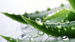 aloe vera with water drops
