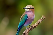 AI Generated Illustration Of A Lilac-breasted Roller Bird Perched On A Tree Branch