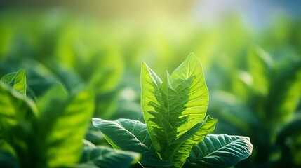 Tobacco plantation with lush green leaves. Super macro close-up of fresh tobacco leaves. Soft selective focus. Artificially created grain for the picture : Generative AI