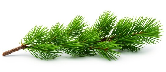 a white backdrop adorned with a branch of lush green pine