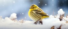 During The Winter Season A Yellowhammer Emberiza Citrinella Can Be Observed In Snowy Conditions
