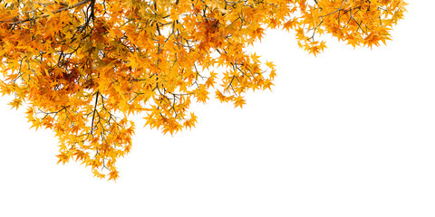 Wall Mural - Orange autumn leaves isolated on white