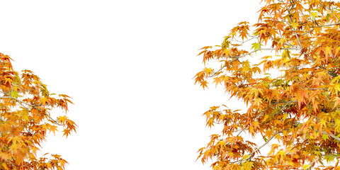 Wall Mural - Isolated autumn leaves branch on white background