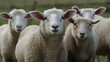 Group of sheep looking at the camera 