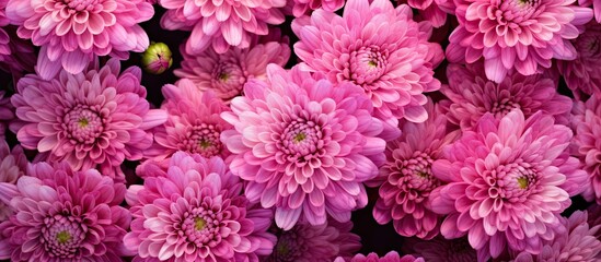 Poster - A photo taken at a close distance shows a gathering of deep pink chrysanthemum blooms with yellow centers and white tipped petals This floral arrangement resembles the chrysanthemum design f