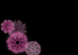 Fototapeta Psy - The black background consists of pink flowers created from a graphics program.