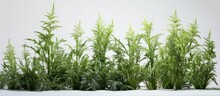 Plants Of The Species Artemisia Arborescens