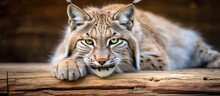 A Solitary Adult Lynx Reclining Calmly On A Wooden Surface Within A Zoo