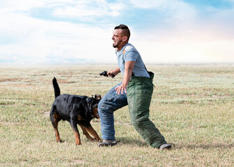 Wall Mural - training of rottweiler