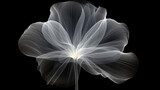 Fototapeta Młodzieżowe - Monochrome x-ray image of an ethereal flower on black.
