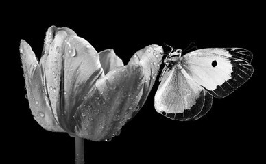 Aufkleber - bright butterfly on tulip flower in water drops isolated on black. black and white