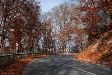 Wall Mural - Road through the autumn forest