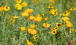 Bright yellow orange flowers of the ashsholtsia , the California poppy blooms on a flower bed in the garden on a sunny summer day. Eschscholzia