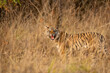 wild bengal female tiger or panthera tigris standing with angry face expression with eye contact camouflage in grass evening safari bandhavgarh national park forest reserve madhya pradesh india asia