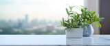 Fototapeta  - a plant in a pot stands on an internal windowsill overlooking the morning city.