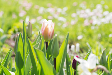Wall Mural - tulip triumph, pink fading to pale pink, almost white around the edges, algarve