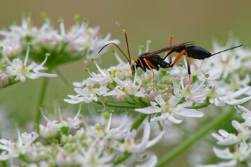 Sticker - Ichneumon - hyménoptères, 