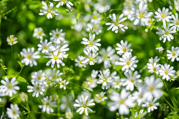 Sticker - background of chickweed flowers in spring