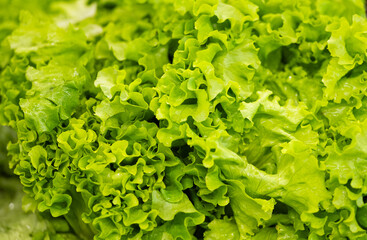 Canvas Print - background of green lettuce leaves