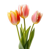 Fototapeta Tulipany - pink tulips on a transparent background